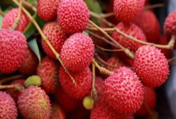 লাল রঙের স্প্রে ব্যবহার করে লিচুর বাইরের চামড়া চকচকে করা হয়, যাতে তা গ্রাহকদের নজরে পড়ে। তবে খাদ্য পরিদর্শকদের মতে, এই রং শুধু বাইরের রূপেই বদল আনে না, লিচুর শরীরেও ঢুকে পড়ে—বিশেষ করে ডাঁটা বা কাণ্ডের অংশে, যেখানে আর্দ্রতা বেশি থাকে।